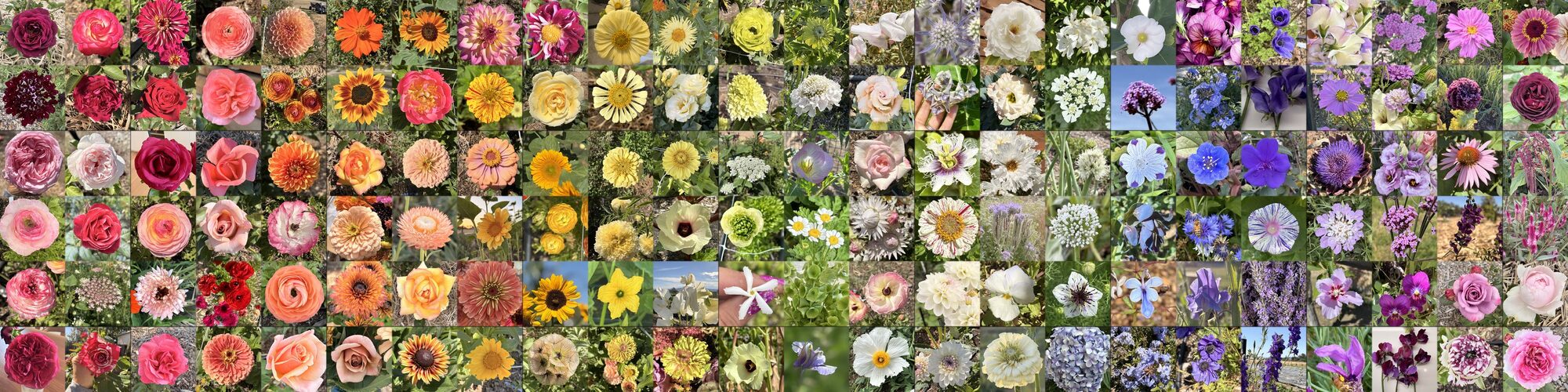 A mosaic of flowers grown by collective members