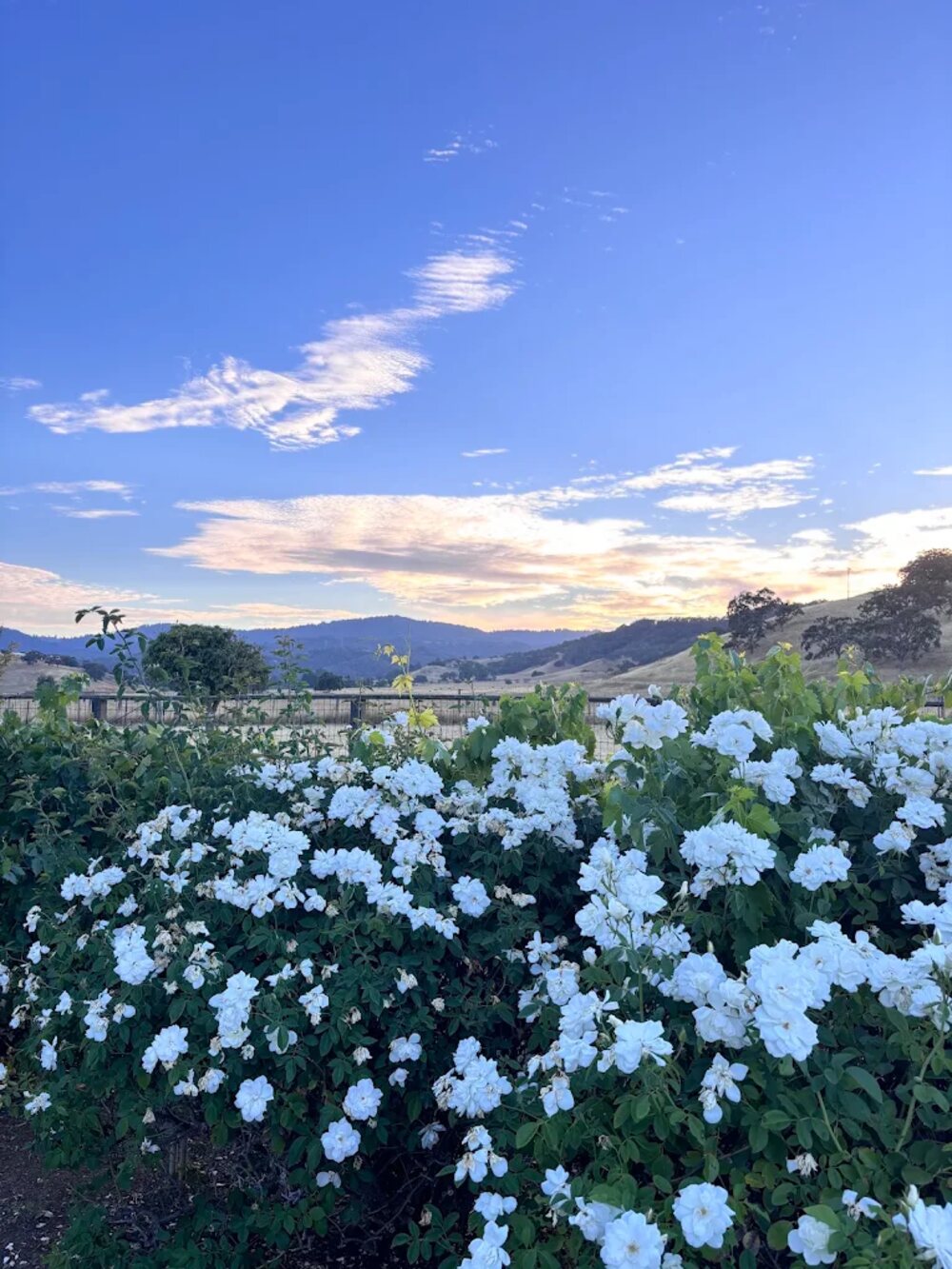 Roses in bloom at Painted Table Farm at sunset, with the Gilroy hills behind